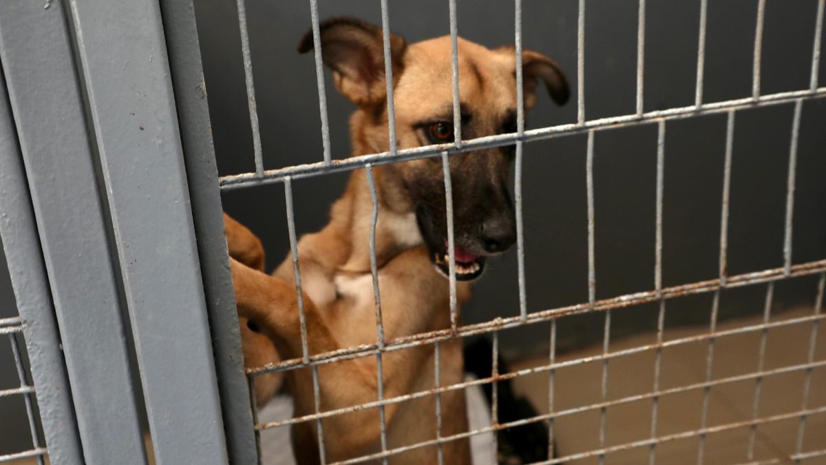 Alcalde de Antofagasta apoya el Programa PET Alcalde de Antofagasta apoya el Programa PET