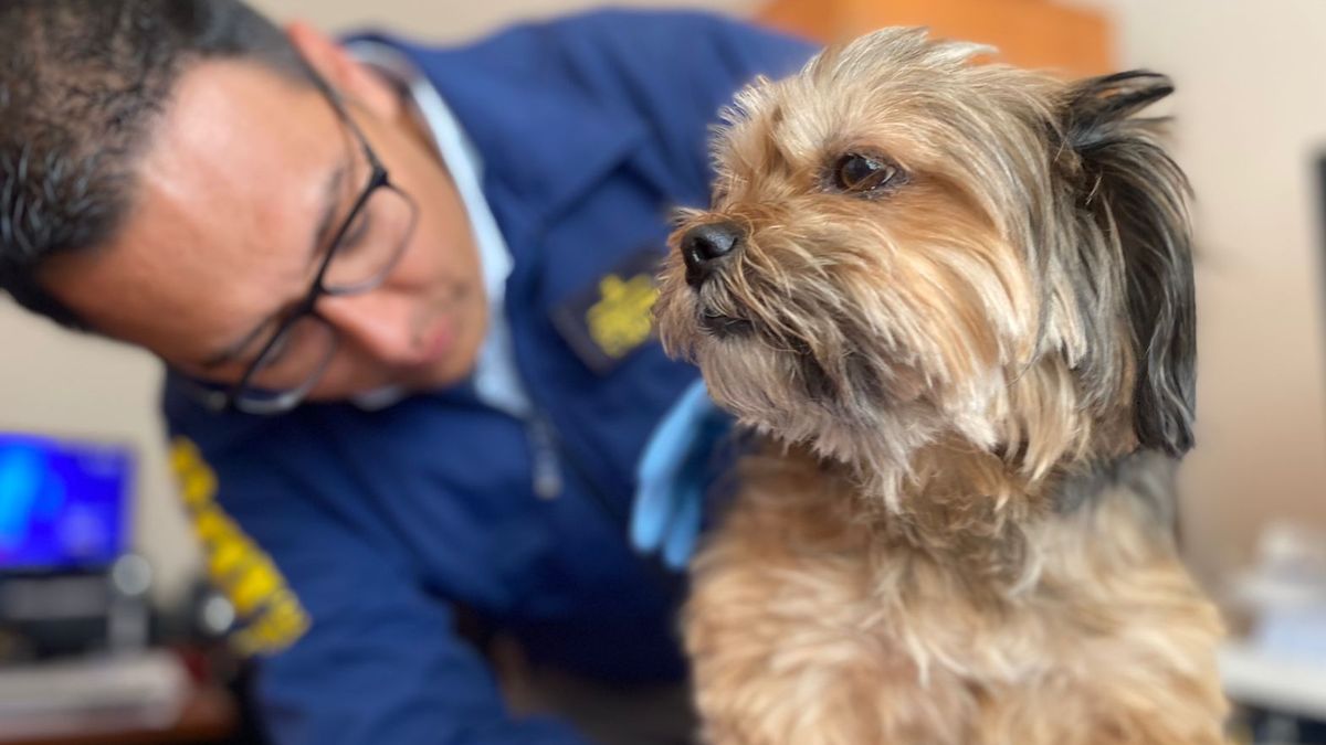 BIDEMA devuelve perra Yorkshire tras más de un año retenida BIDEMA devuelve perra Yorkshire tras más de un año retenida