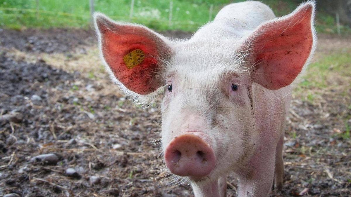 cerdo