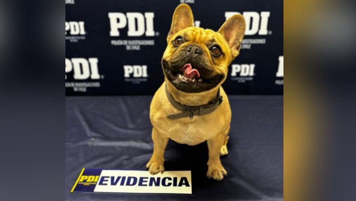 Recuperan Bulldog Frances robado en Calama Recuperan Bulldog Frances robado en Calama