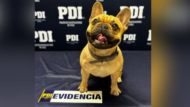 Recuperan Bulldog Frances robado en Calama