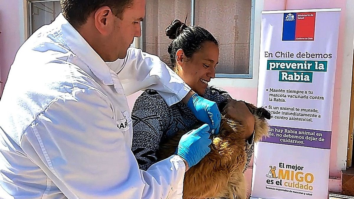 Operativos gratuitos de vacunación contra la rabia en Antofagasta Operativos gratuitos de vacunación contra la rabia en Antofagasta