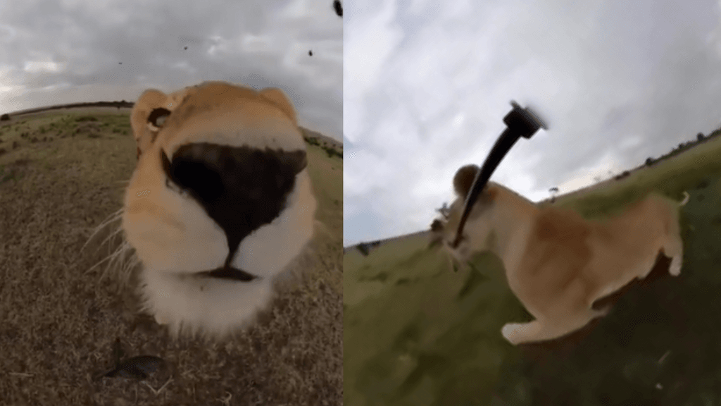 Leona roba GoPro Leona roba GoPro