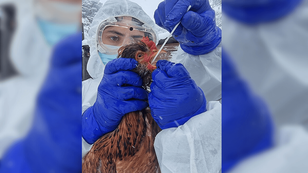 SAG intensifica controles por influenza aviar en aves migratorias SAG intensifica controles por influenza aviar en aves migratorias