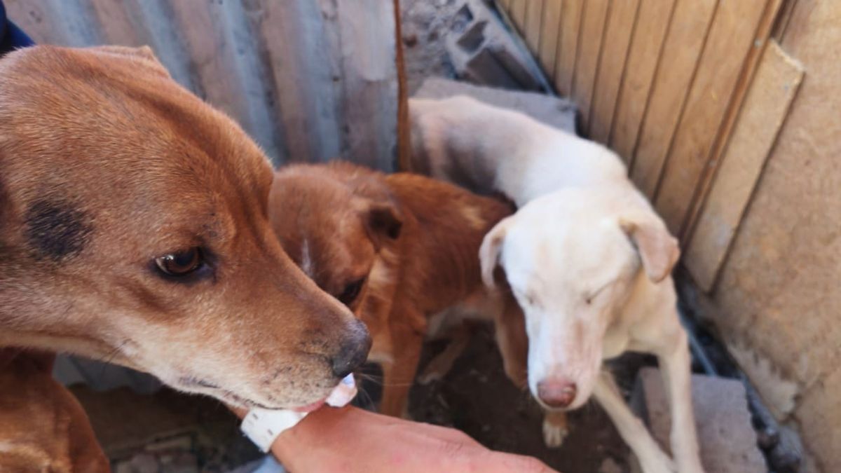 BIDEMA y autoridades rescatan perros desnutridos en Calama BIDEMA y autoridades rescatan perros desnutridos en Calama