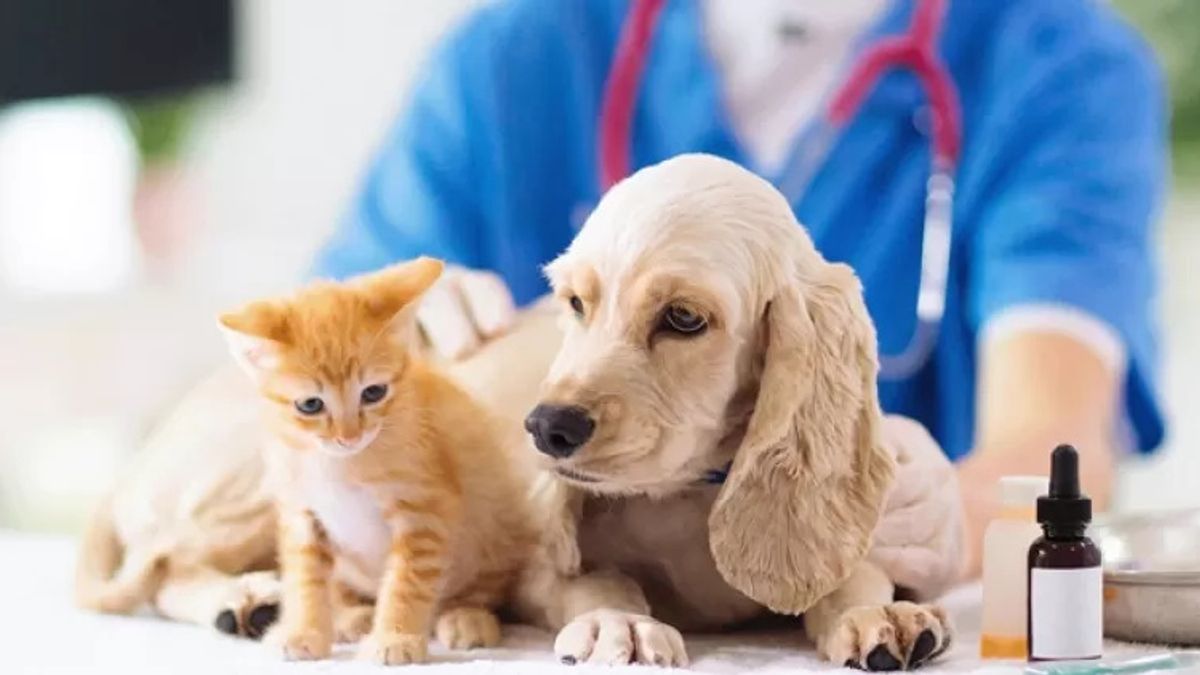 Comienza plan gratuito de esterilización y chipeo para mascotas Comienza plan gratuito de esterilización y chipeo para mascotas