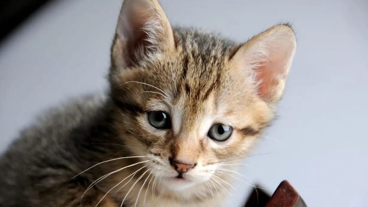 Gatos vacunación