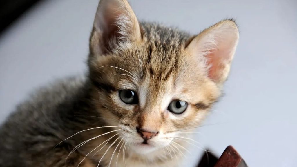 Gatos vacunación Gatos vacunación