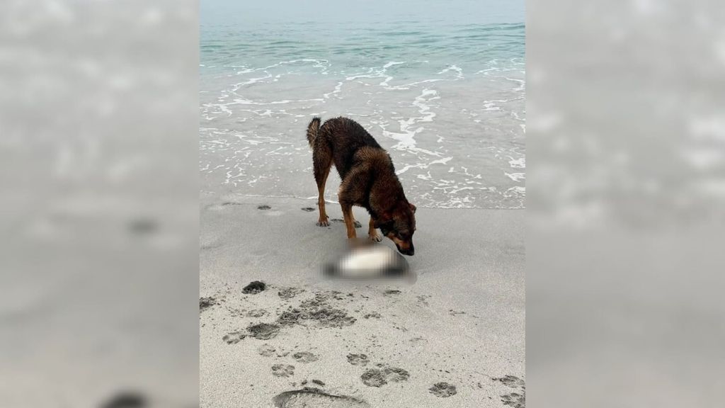 Pingüino de Humboldt Pingüino de Humboldt