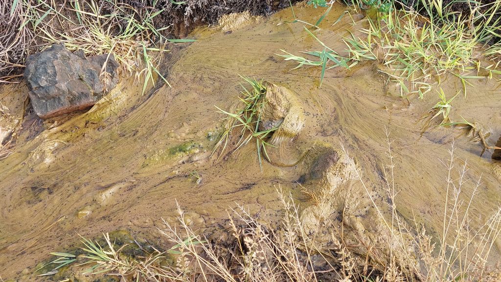 Raíces Endémicas Raíces Endémicas