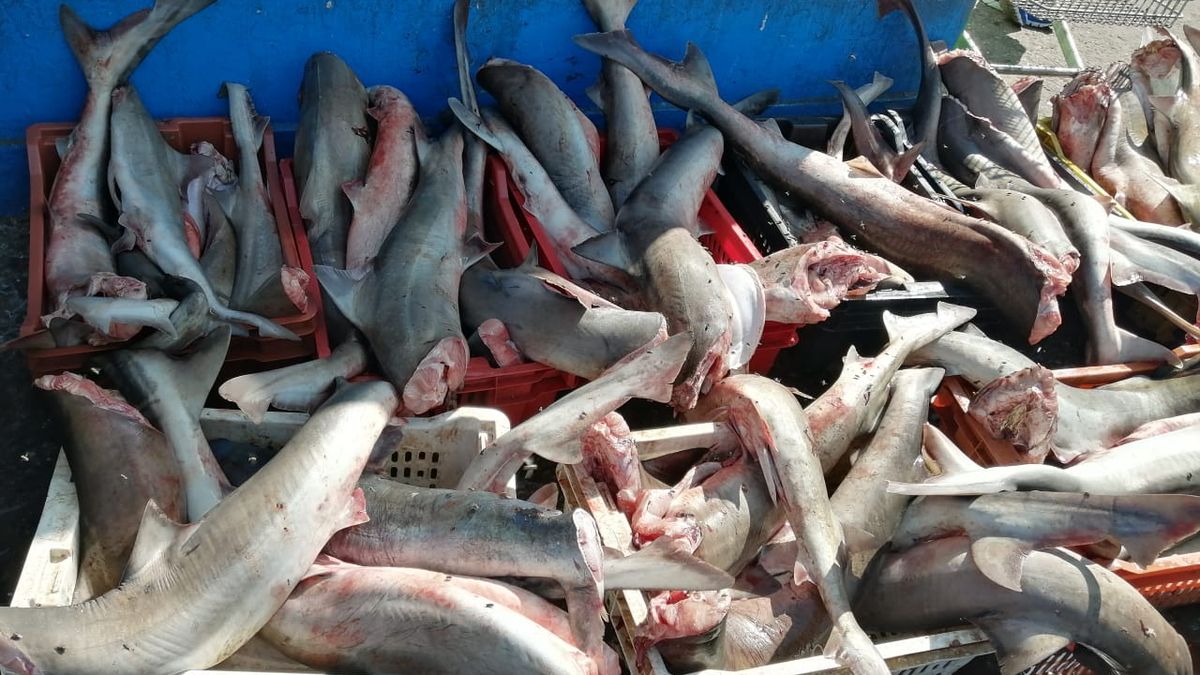 Tiburones Tollos Tiburones Tollos