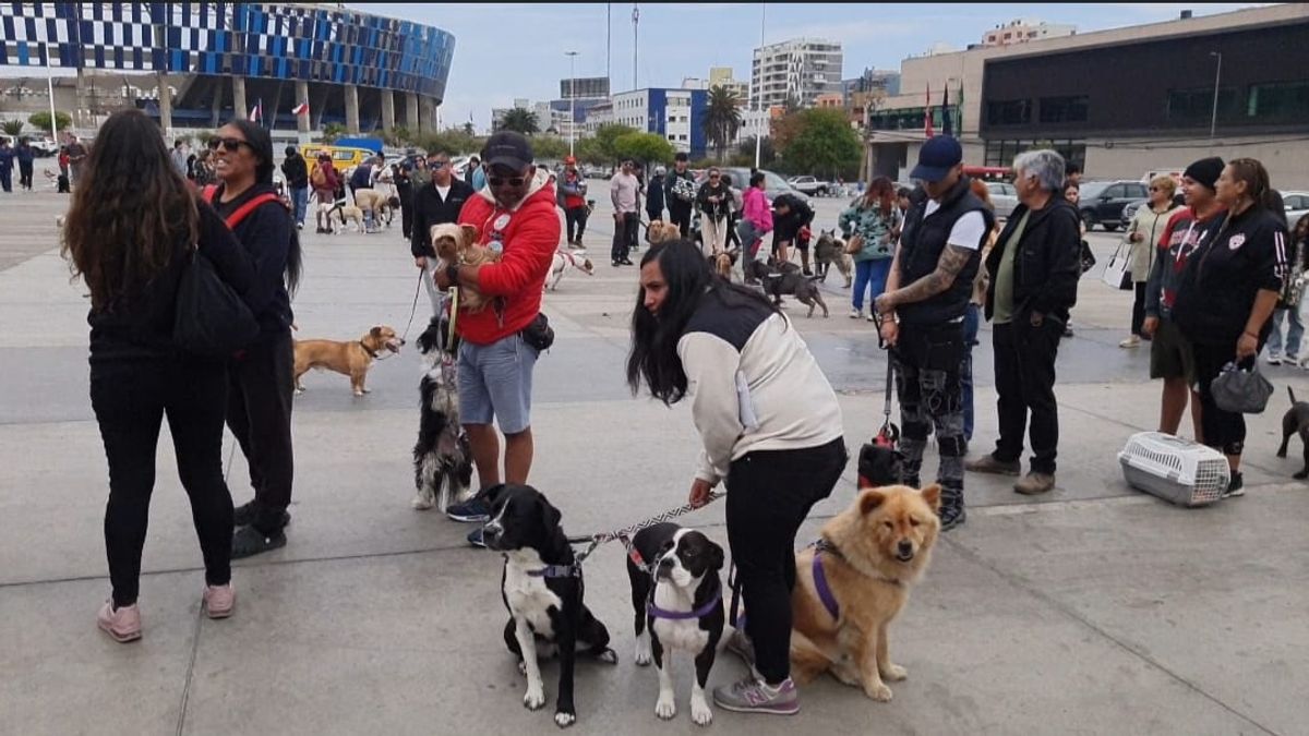 vacunación mascotas