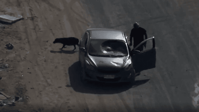 Perrita abandonada Perrita abandonada