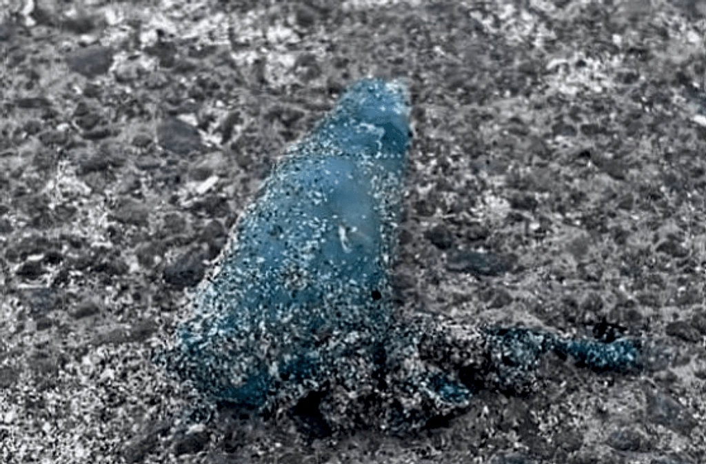 Fragata Portuguesa Fragata Portuguesa