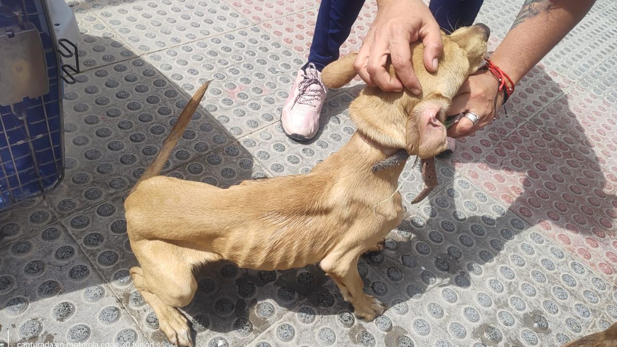 Detienen a mujer por maltrato animal en Antofagasta Detienen a mujer por maltrato animal en Antofagasta