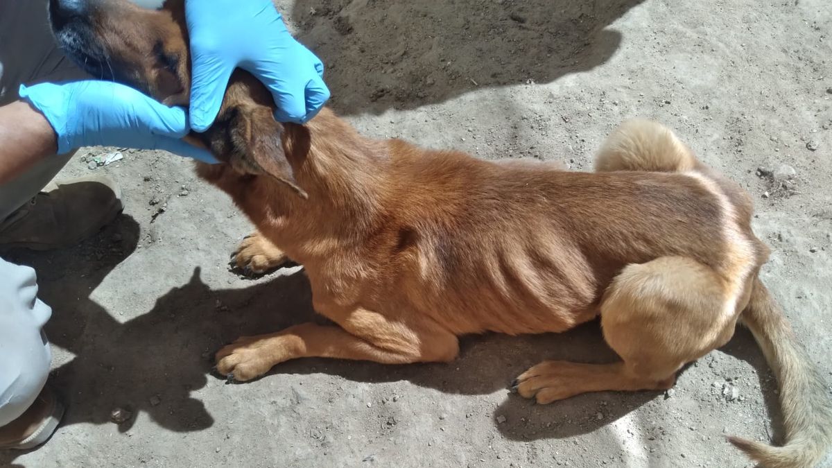 Mujer detenida en Calama por maltrato animal Mujer detenida en Calama por maltrato animal