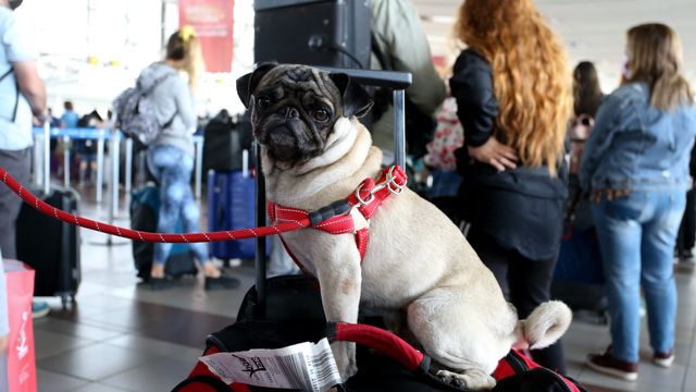 Proyecto de ley, viaje de mascotas en aviones Proyecto de ley, viaje de mascotas en aviones