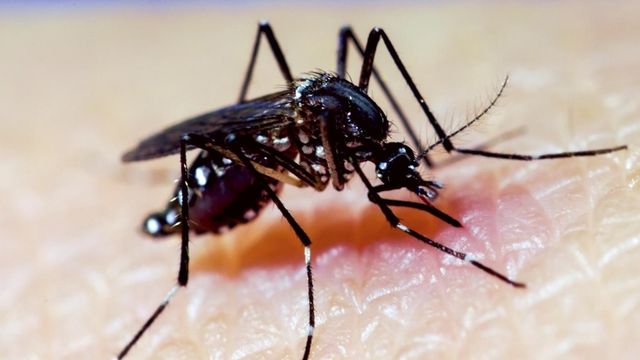AEDES AEGYPTI mosquito dengue fiebre amarilla AEDES AEGYPTI mosquito dengue fiebre amarilla
