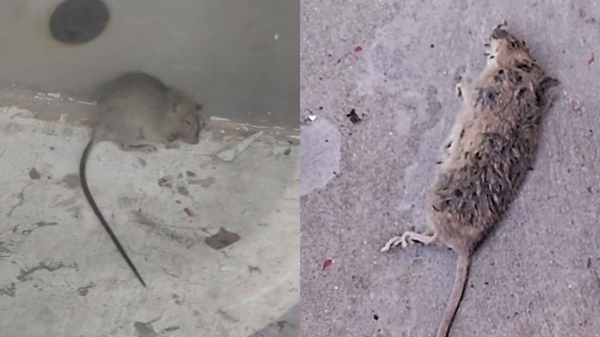 Ratones Escuela Las Américas Ratones Escuela Las Américas