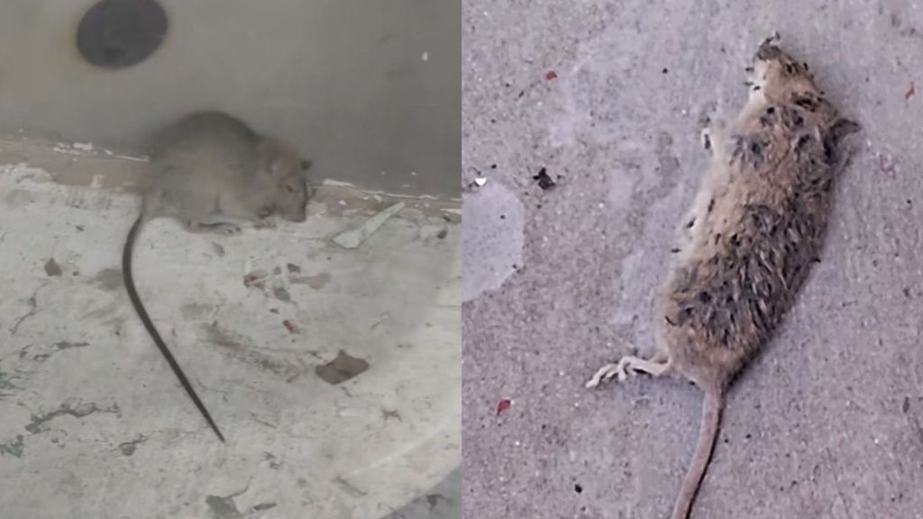 Ratones Escuela Las Américas Ratones Escuela Las Américas