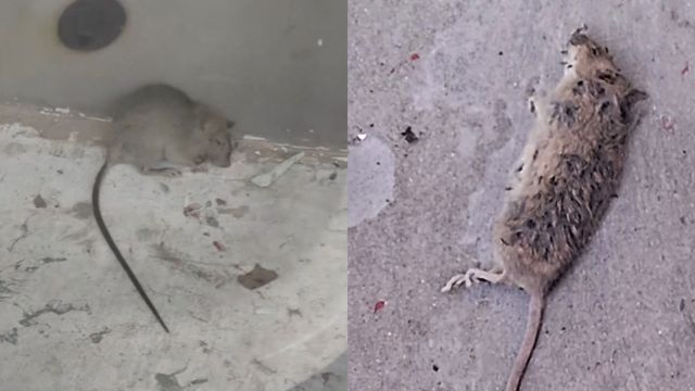 Ratones Escuela Las Américas Ratones Escuela Las Américas