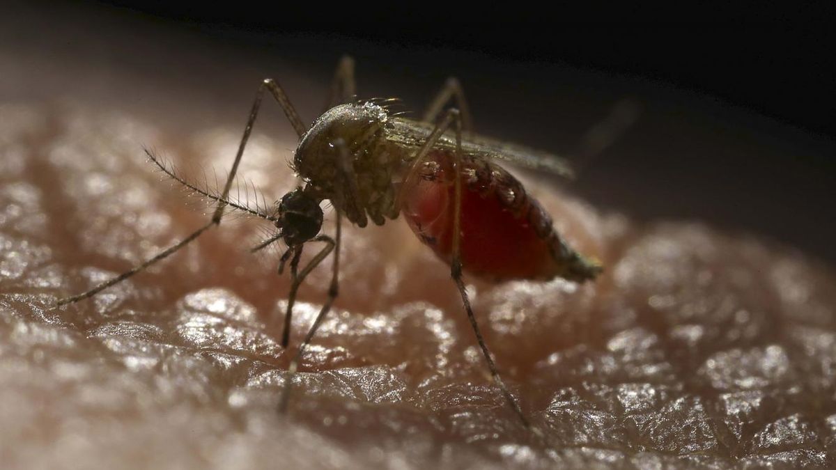 AEDES AEGYPTI mosquito dengue fiebre amarilla AEDES AEGYPTI mosquito dengue fiebre amarilla