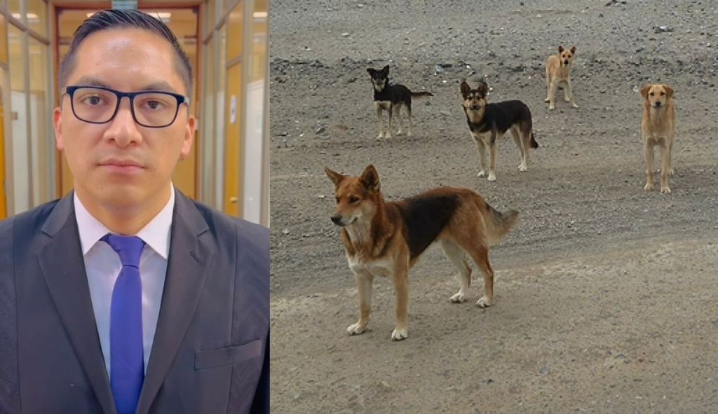 Diputado Videla - Imagen Referencial Perros Diputado Videla - Imagen Referencial Perros