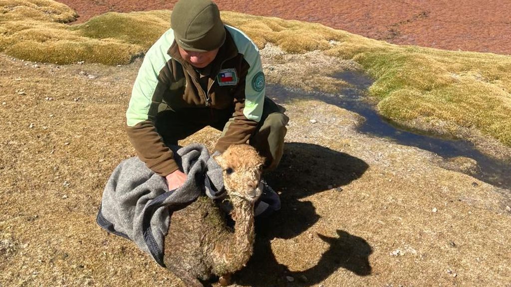 carabineros vicuña rescate carabineros vicuña rescate