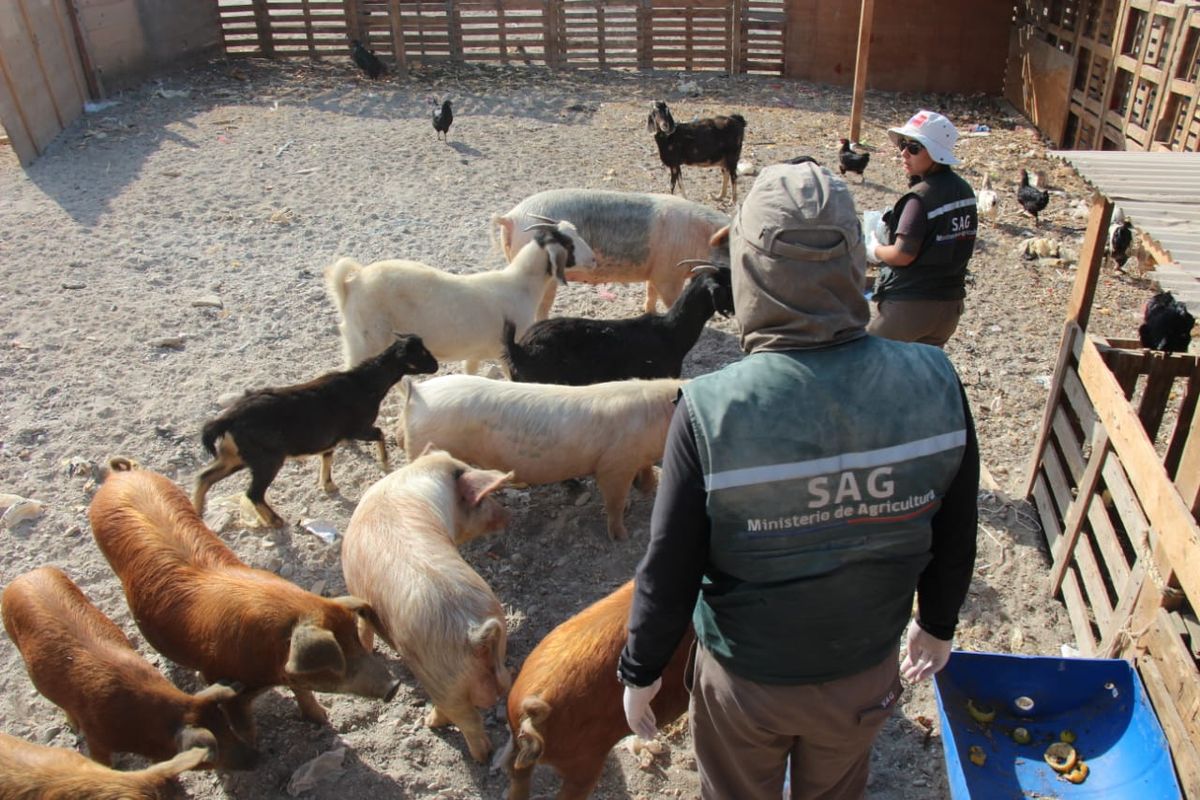 SAG permite realizar Declaración de Existencia Animal en cualquier momento SAG permite realizar Declaración de Existencia Animal en cualquier momento