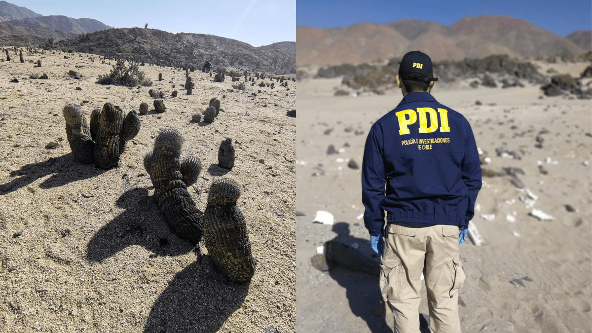 BIDEMA y Conaf unen esfuerzos por especies endémicas en Antofagasta BIDEMA y Conaf unen esfuerzos por especies endémicas en Antofagasta