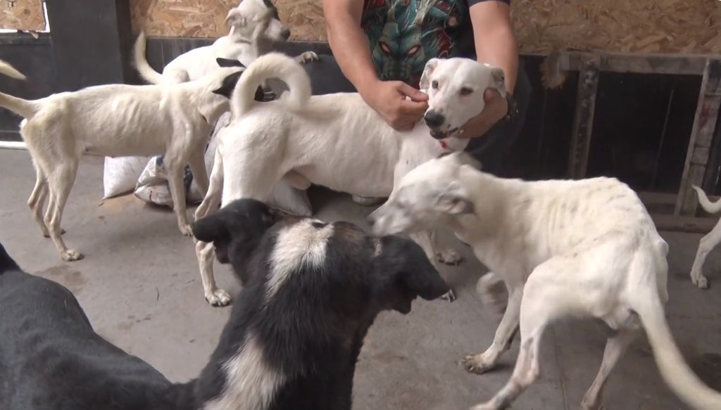 Animales Rescatados Animales Rescatados