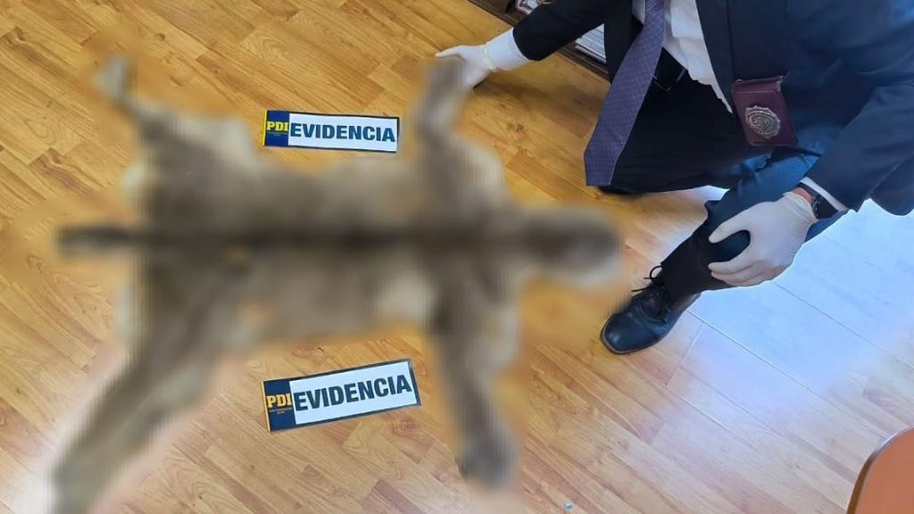 PDI Antofagasta PDI Antofagasta