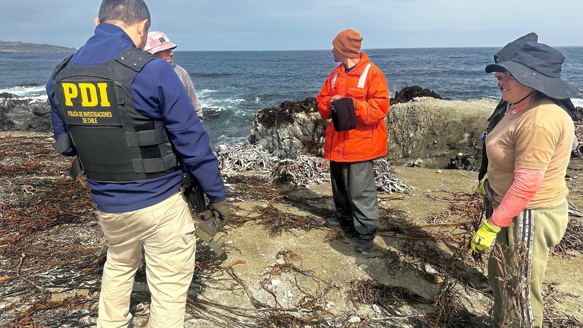 Descubren extracción ilegal de huiro en Isla Santa María Descubren extracción ilegal de huiro en Isla Santa María