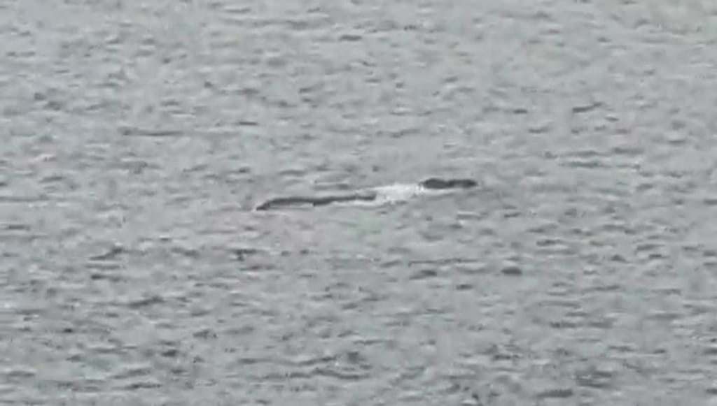 Ballena Franca Austral Ballena Franca Austral