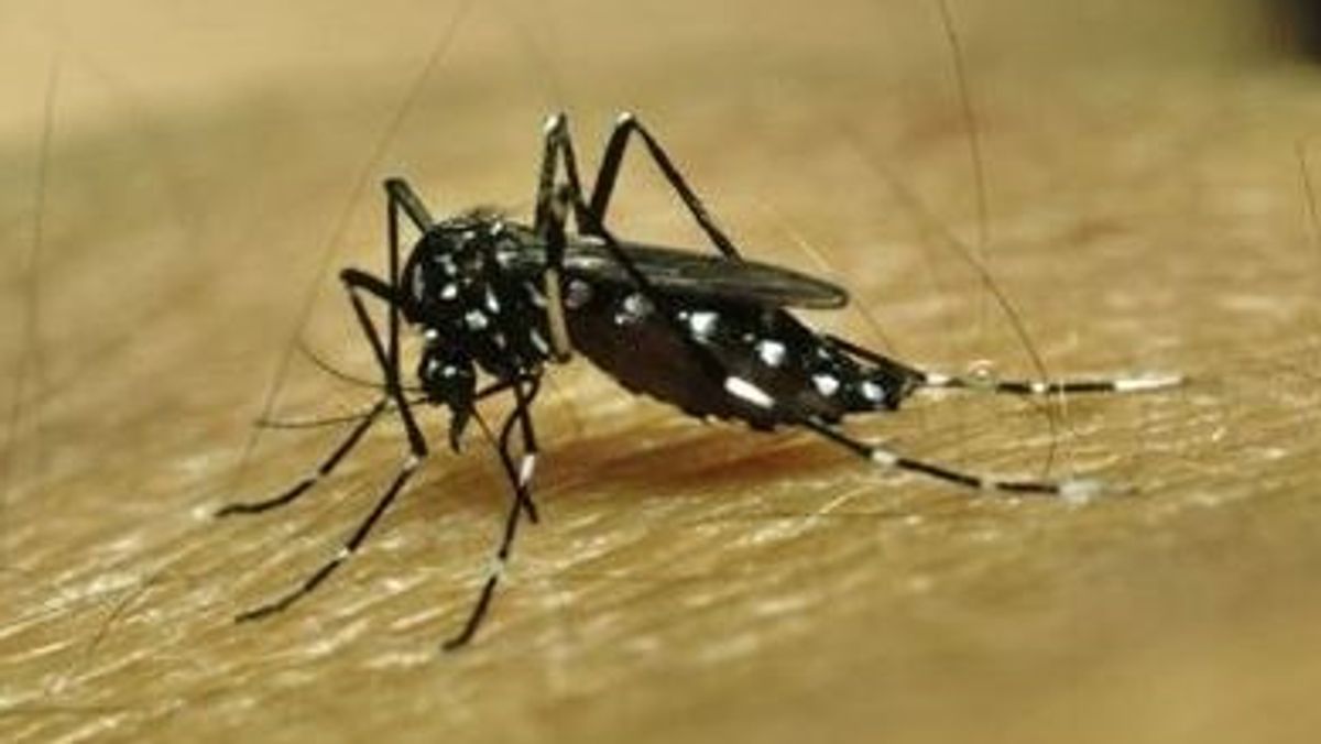 AEDES AEGYPTI mosquito dengue fiebre amarilla AEDES AEGYPTI mosquito dengue fiebre amarilla