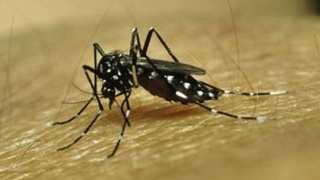 AEDES AEGYPTI mosquito dengue fiebre amarilla AEDES AEGYPTI mosquito dengue fiebre amarilla