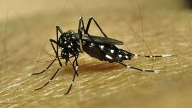 AEDES AEGYPTI mosquito dengue fiebre amarilla