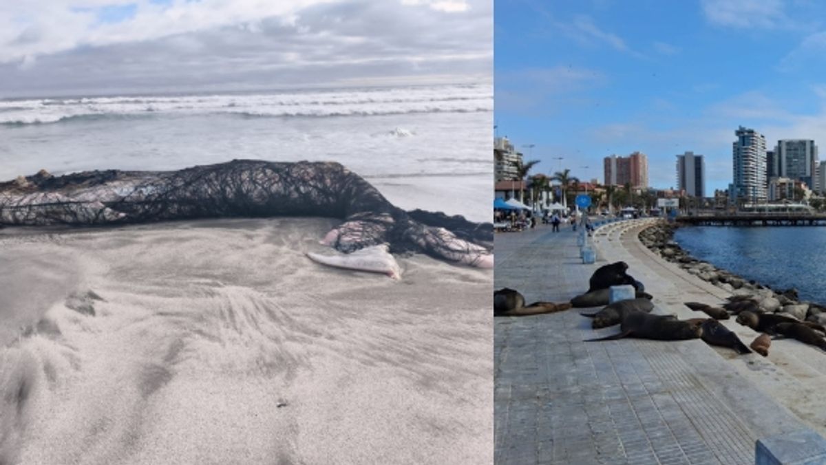 Denuncias Ballena Lobo Marino Denuncias Ballena Lobo Marino