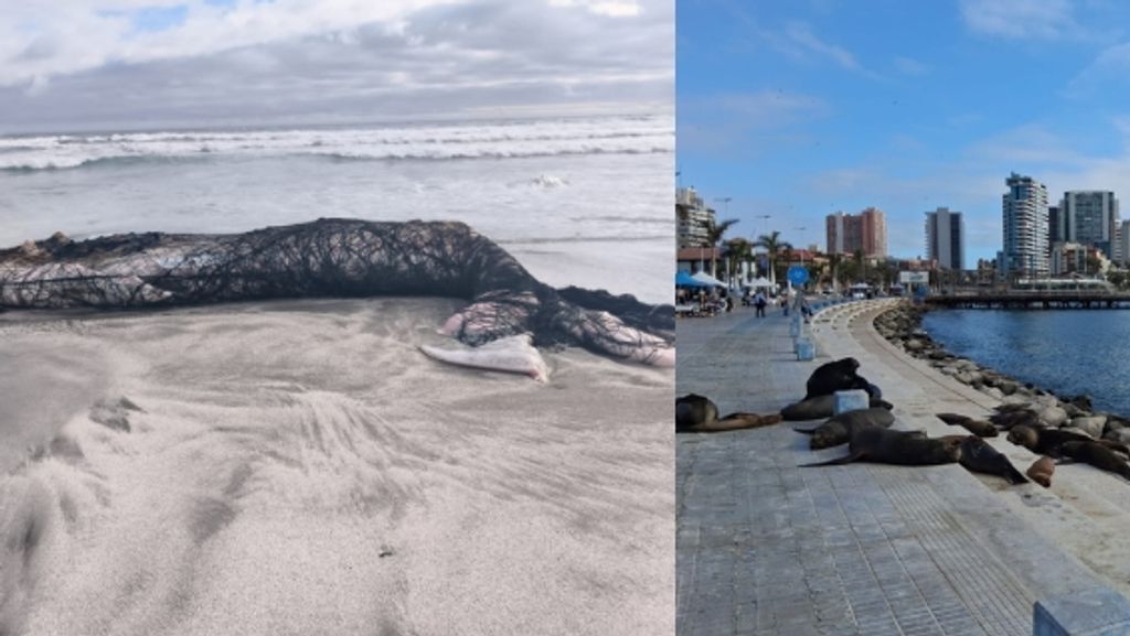 Denuncias Ballena Lobo Marino