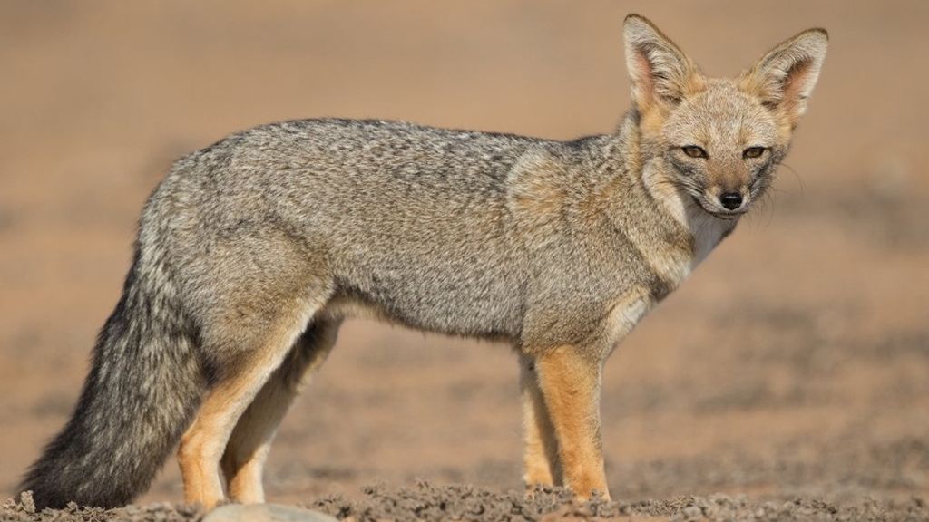 Zorro Chilla (referencia) Zorro Chilla (referencia)