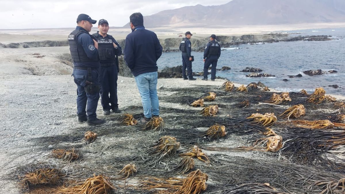 Incautan 73,46 toneladas de algas pardas en Antofagasta y Atacama Incautan 73,46 toneladas de algas pardas en Antofagasta y Atacama