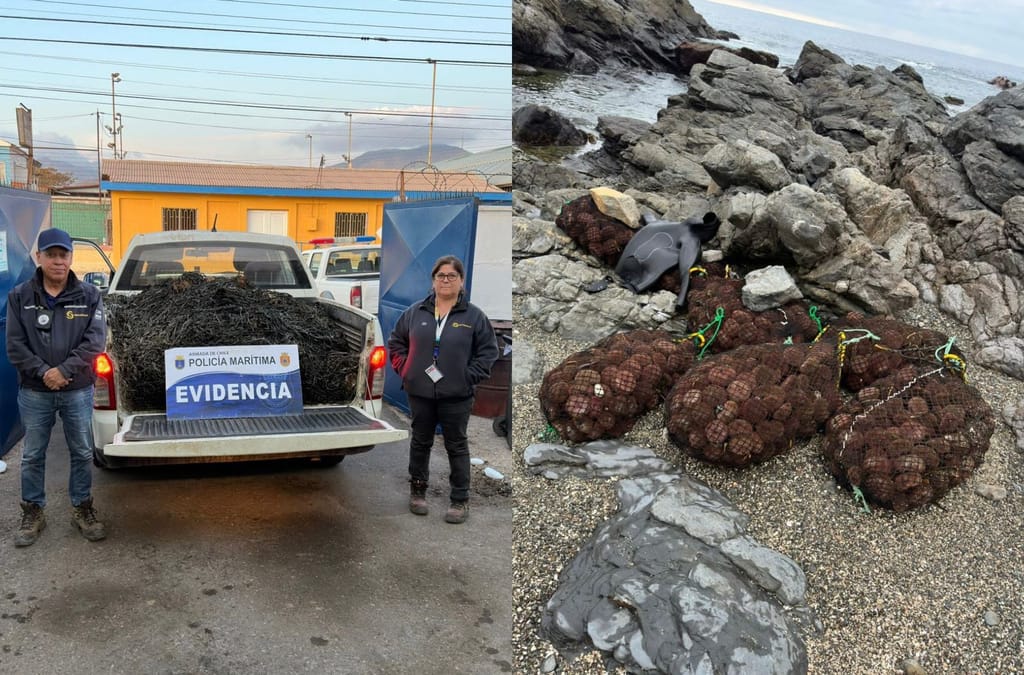 Incautación de Huiro y Erizos Incautación de Huiro y Erizos