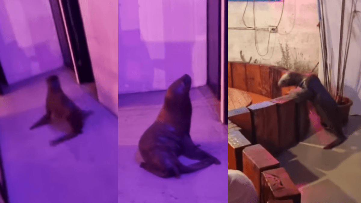 Increíble: Lobo de mar invade pub en Mejillones Increíble: Lobo de mar invade pub en Mejillones