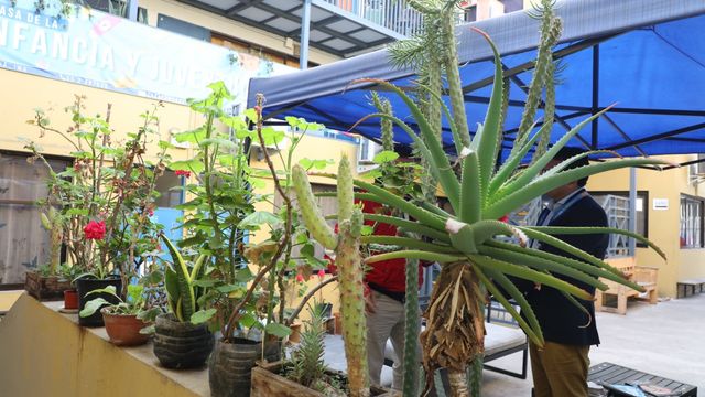 Huertos sustentables Antofagasta