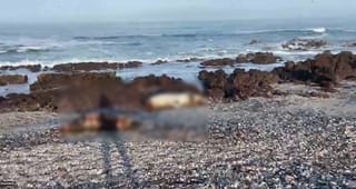Animales Muertos Playa Llacolén