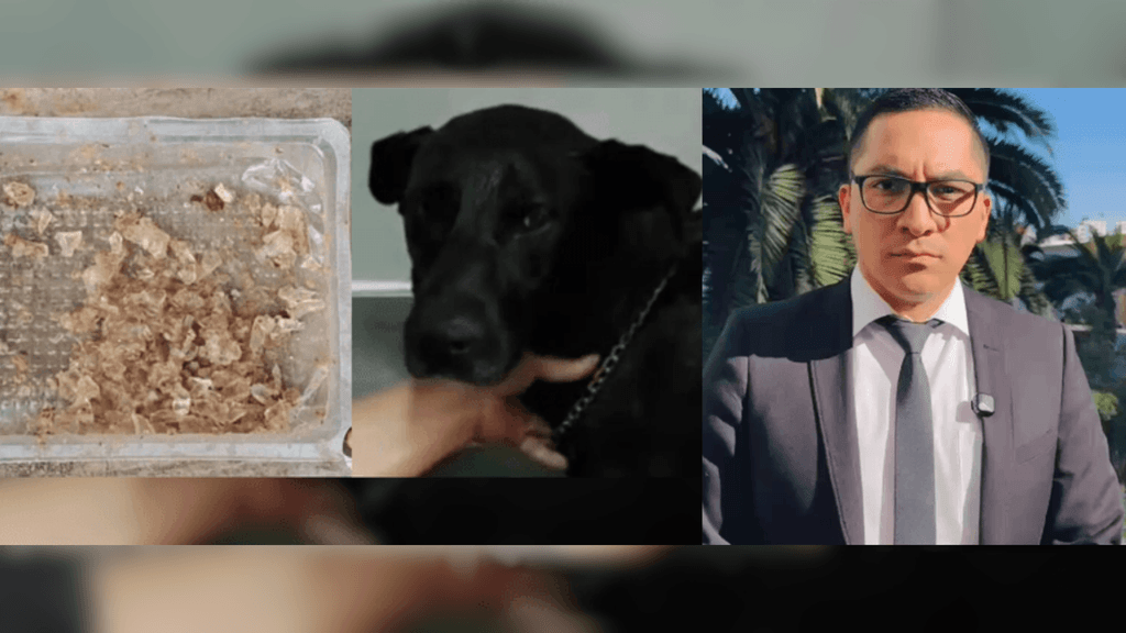 Videla - negrito vidrio Videla - negrito vidrio