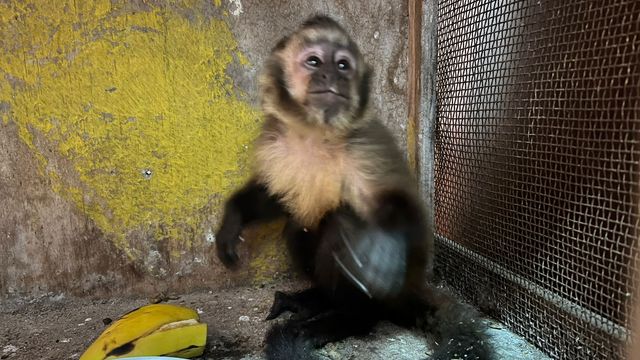 Mono Capuchino Mono Capuchino