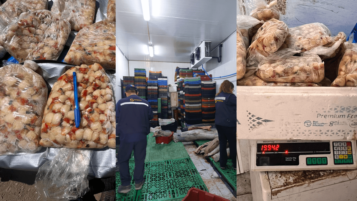 Incautan 20 kg de ostión del norte en veda Incautan 20 kg de ostión del norte en veda