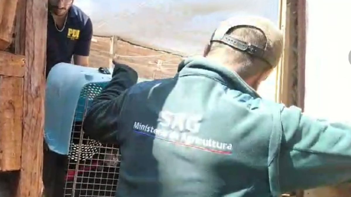 Bidema Antofagasta