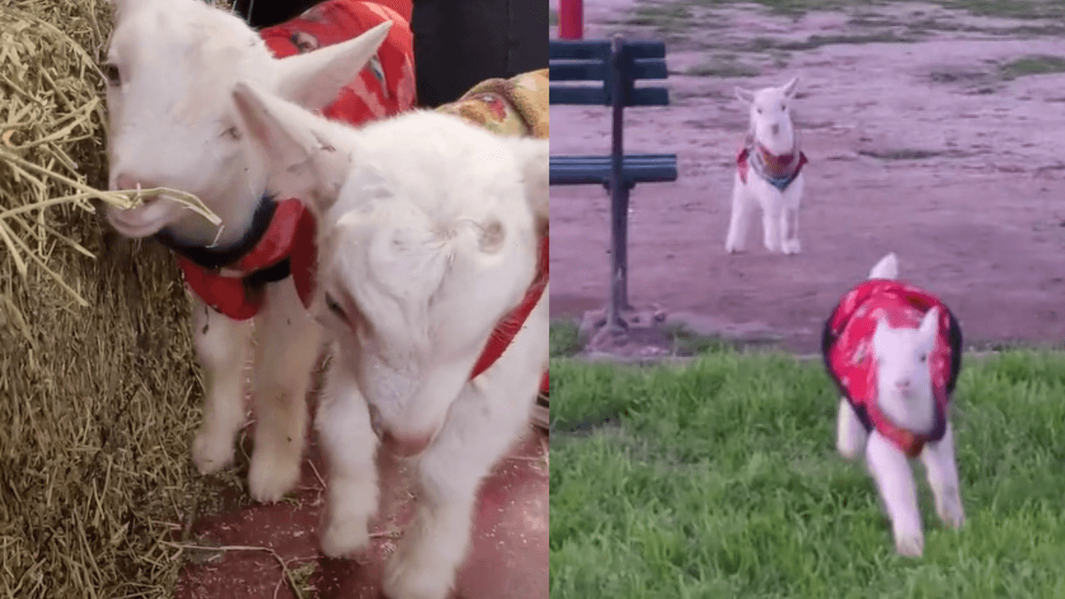 Chivos adoptados Chivos adoptados